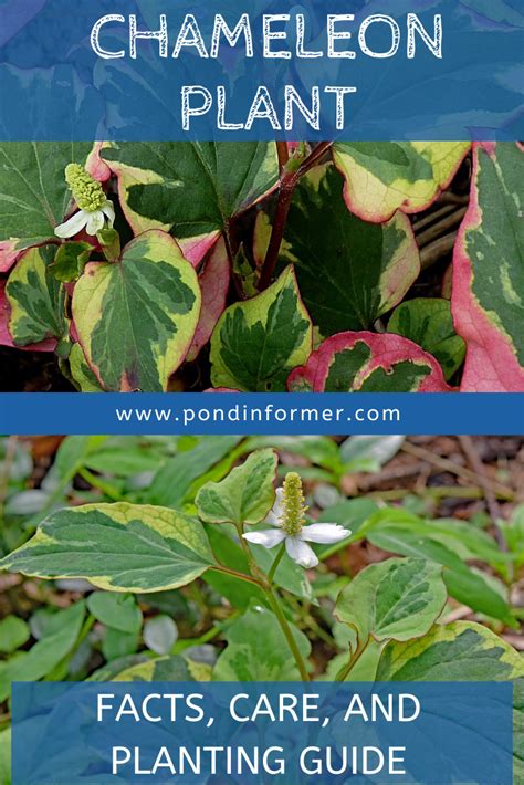 How to Plant & Grow Chameleon Plant In Ponds (Houttuynia cordata).